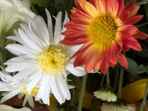 Beyaz ve turuncu çiçeklerin birbirine yaklaşması.