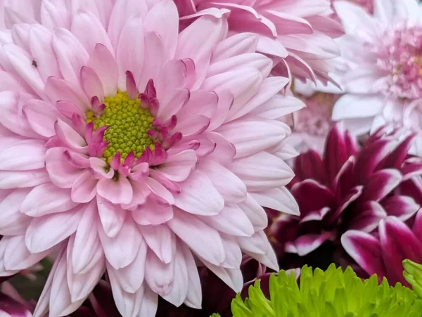 Pembe ve beyaz çiçeklerin birbirine güzel bir şekilde çiçek açması.