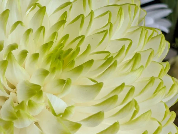 Yeşil uçlu güzel beyaz çiçeğe yakın çekim