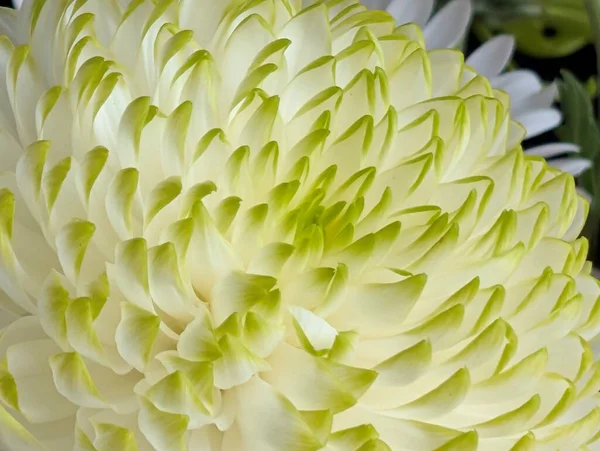 Yeşil uçlu büyük beyaz çiçeğe yakın çekim