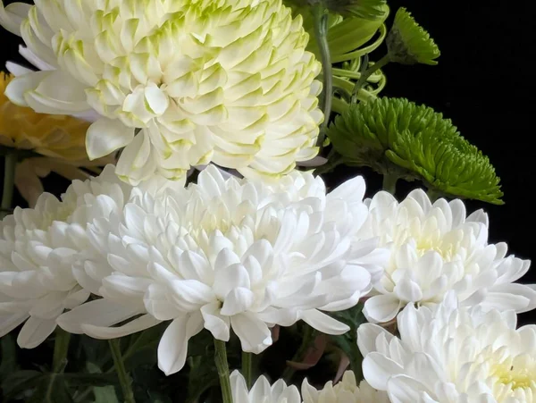 Beyaz ve sarı kasımpatılar koyu arkaplanda çiçek açıyor