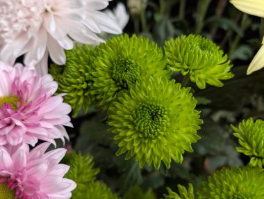 Pembe ve sarı yapraklarla çevrili canlı yeşil çiçekler.