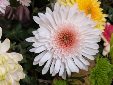 Rengarenk çiçeklerle çevrili beyaz çiçeğe yaklaş