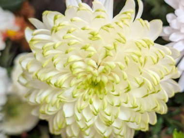 Yeşil uçlu beyaz çiçek yapraklarının yakınlaşması