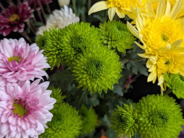 Pembe sarı ve yeşil çiçekleri de içeren renkli çiçekler