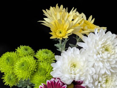 Sarı beyaz ve yeşil kasımpatılar da dahil olmak üzere canlı çiçekler