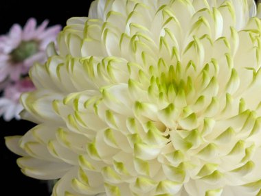 Yeşil uçlu beyaz çiçek yapraklarının yakınlaşması