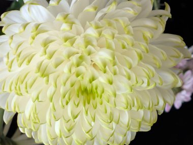 Yeşil yapraklı beyaz çiçeğe yakın çekim