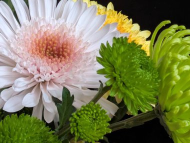 Pembe beyaz ve yeşil de dahil olmak üzere renkli çiçeklere yakın çekim