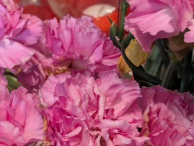 Pembe çiçekler canlı çiçeklerle çiçek açıyor.