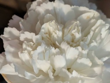 Güzel beyaz çiçek yapraklarının yaklaşması.