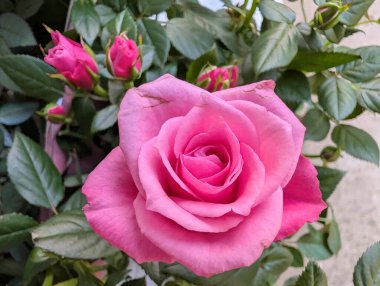 Yeşil yapraklar ve tomurcuklar arasında açan pembe gül.