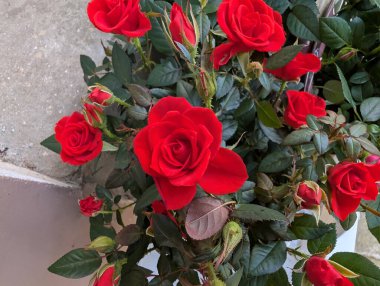 Bahçedeki yeşil yaprakların arasında açan canlı kırmızı güller.