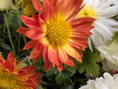 Vibrant flowers featuring orange yellow white petals and green leaves