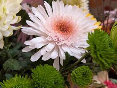 White flower blooming among green and colorful flowers
