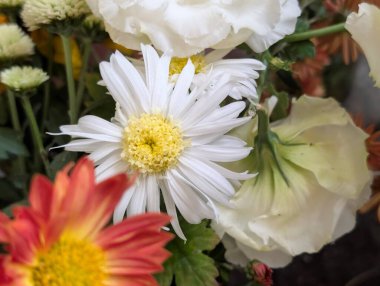 Colorful flowers including white daisy and orange petals