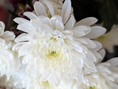 Closeup of white flowers with delicate petals and green center