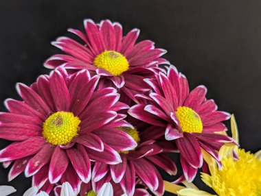 Koyu arkaplanda düzenlenmiş canlı pembe ve sarı çiçekler.