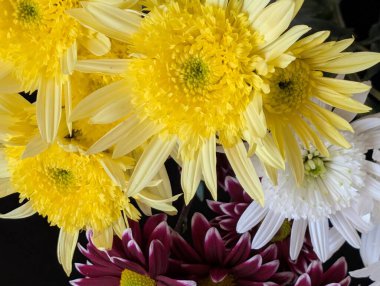 Beyaz ve mor yaprakların arasında açan parlak sarı çiçekler.