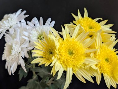 Sarı ve beyaz çiçekler siyah arkaplanda sıralanmış.