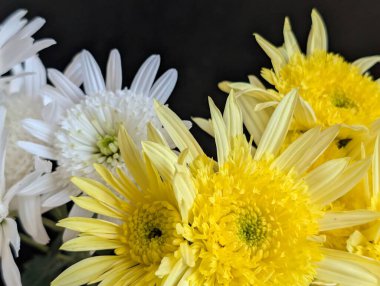 Sarı ve beyaz çiçekler yan yana dizilmiş.