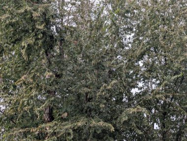 Doğal ortamda uzun ağaçları kaplayan yoğun yeşil yapraklar.