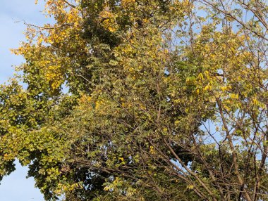 Parkta sarı yapraklarla kaplı ağaçlar 