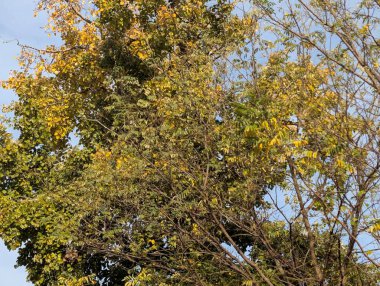 Parkta sarı yapraklarla kaplı ağaçlar 