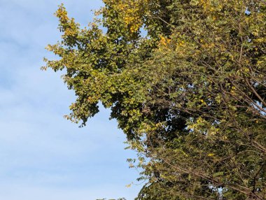 Parkta sarı yapraklarla kaplı ağaçlar 