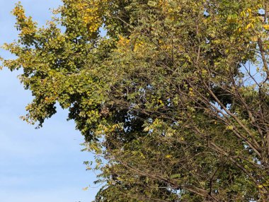 Parkta sarı yapraklarla kaplı ağaçlar 