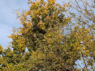 Parkta sarı yapraklarla kaplı ağaçlar 