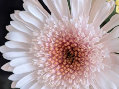 Güzel kasımpatı çiçeğinin, doğal duvar kağıdının yakın görüntüsü              