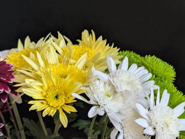 Kasımpatı çiçekleri kapatın, doğa duvar kağıtları 