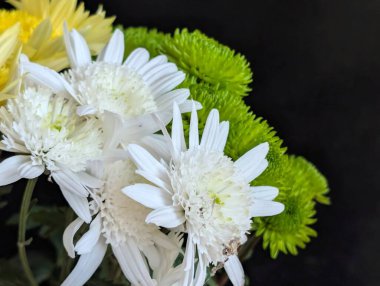 Kasımpatı çiçekleri kapatın, doğa duvar kağıtları 