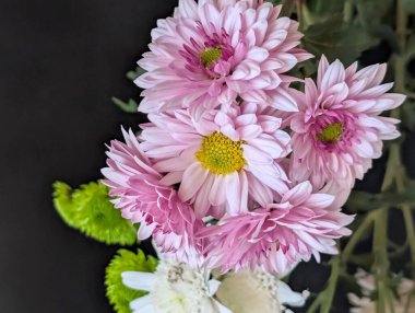 Kasımpatı çiçekleri kapatın, doğa duvar kağıtları 