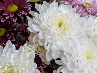 Kasımpatı çiçekleri kapatın, doğa duvar kağıtları 