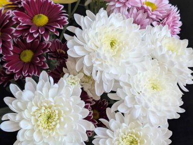 Kasımpatı çiçekleri kapatın, doğa duvar kağıtları 