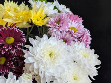 Kasımpatı çiçekleri kapatın, doğa duvar kağıtları 