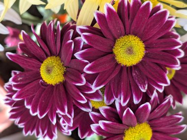 Kasımpatı çiçekleri kapatın, doğa duvar kağıtları 