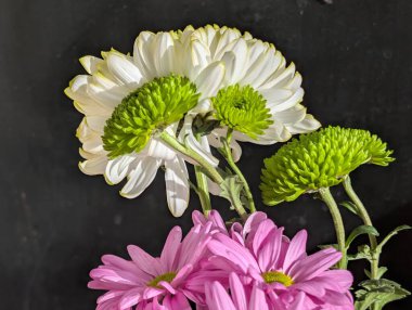 Kasımpatı çiçekleri kapatın, doğa duvar kağıtları 