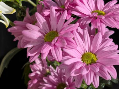 Kasımpatı çiçekleri kapatın, doğa duvar kağıtları 