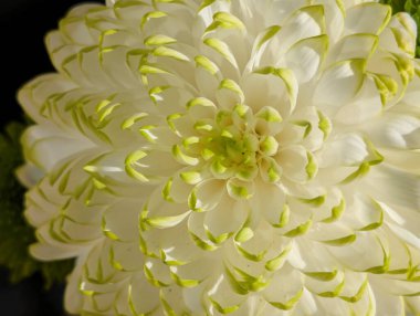 Kasımpatı çiçekleri kapatın, doğa duvar kağıtları 