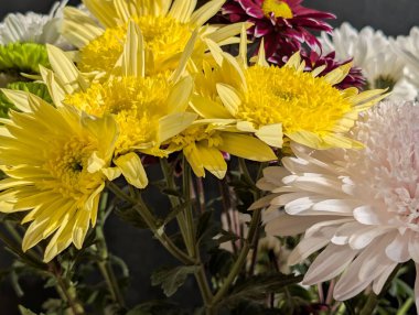 Kasımpatı çiçekleri kapatın, doğa duvar kağıtları 