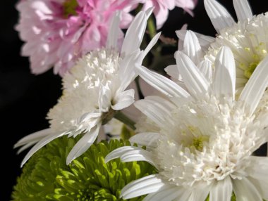 Kasımpatı çiçekleri kapatın, doğa duvar kağıtları 