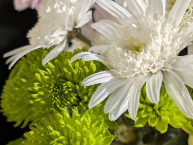 Kasımpatı çiçekleri kapatın, doğa duvar kağıtları 