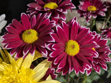 Kasımpatı çiçekleri kapatın, doğa duvar kağıtları 