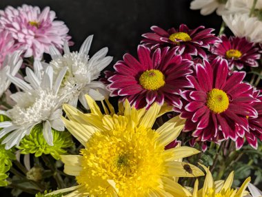 Kasımpatı çiçekleri kapatın, doğa duvar kağıtları 