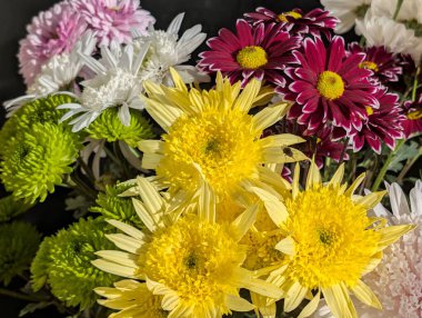 Kasımpatı çiçekleri kapatın, doğa duvar kağıtları 