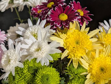 Kasımpatı çiçekleri kapatın, doğa duvar kağıtları 