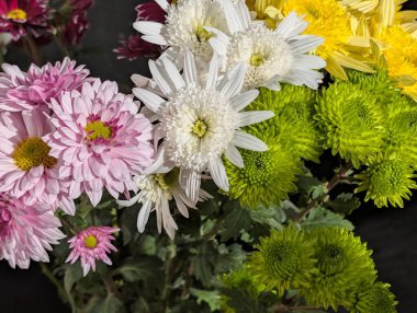 Kasımpatı çiçekleri kapatın, doğa duvar kağıtları 